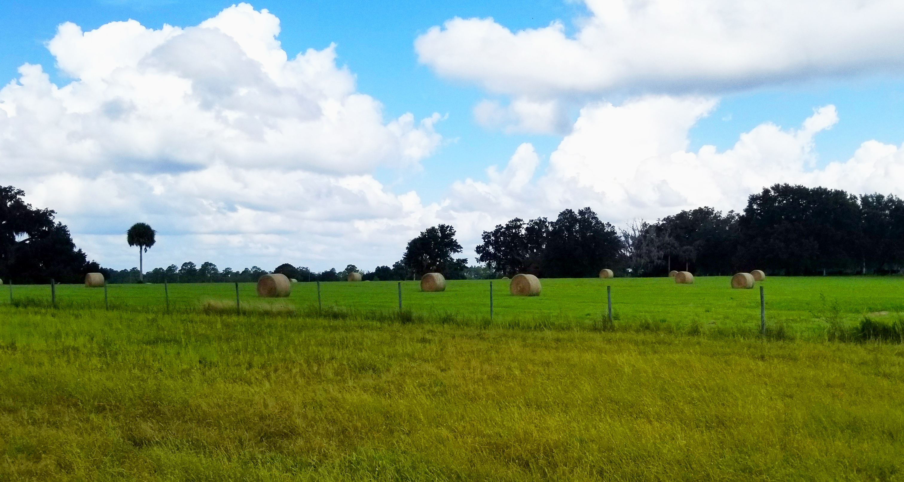 A large, empty field of grass