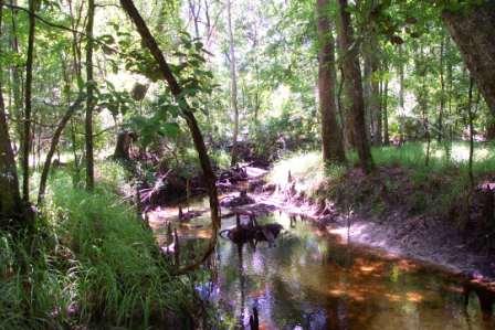 Newnans Lake